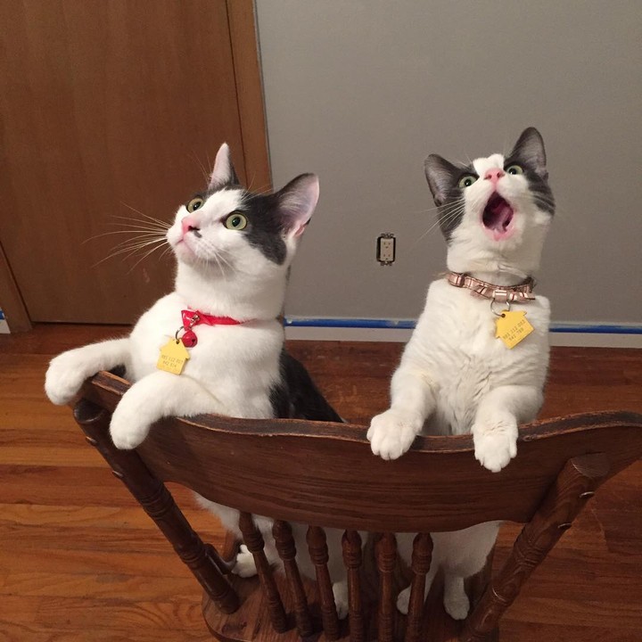 cats