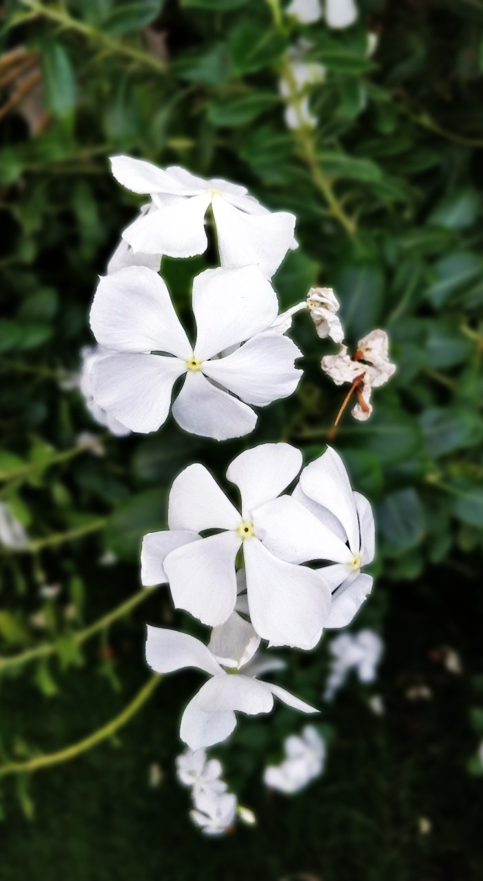 White Flowers are Bliss