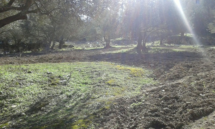 the forest in Amman