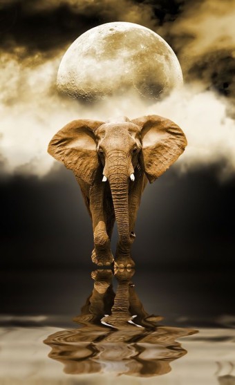 Graphic Moon and Elephant