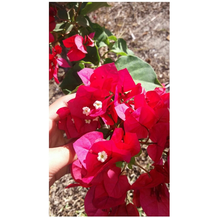 flores