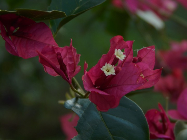 flor