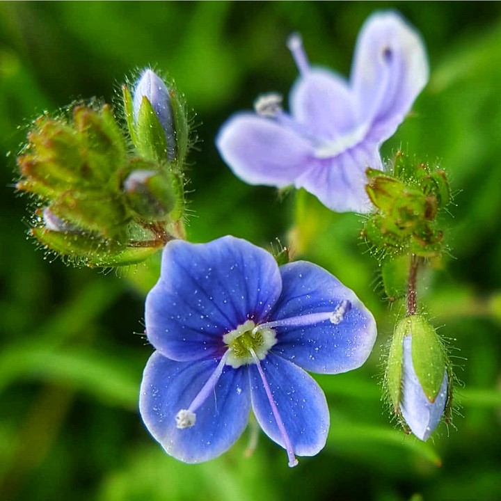 veronica