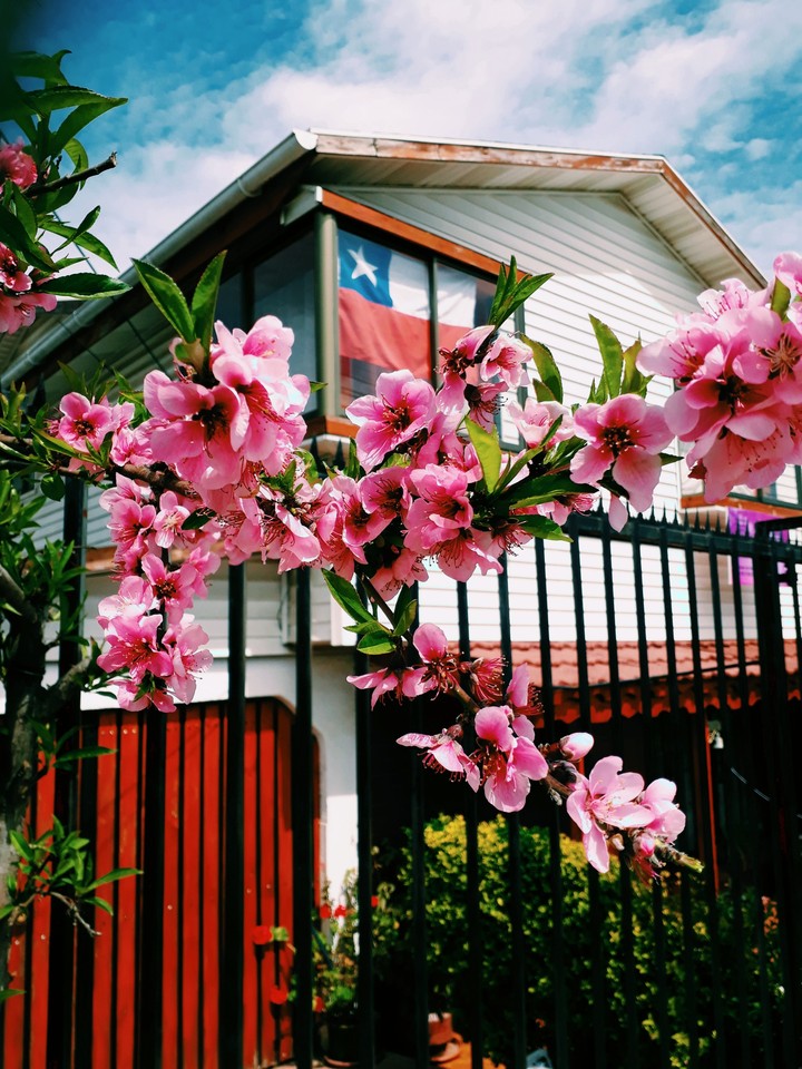 hermosas flores