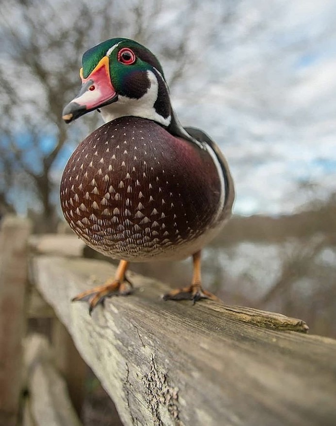 Bird