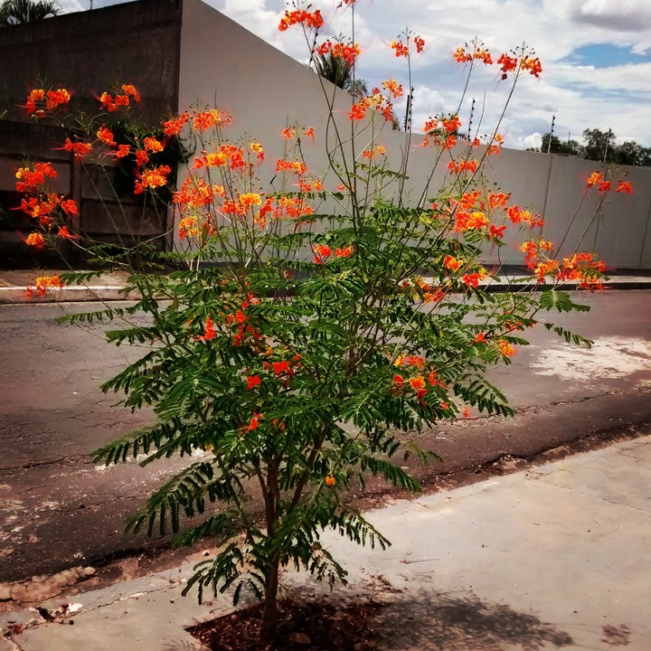 Flamboyant