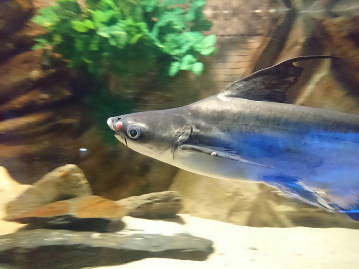 fish with mustache