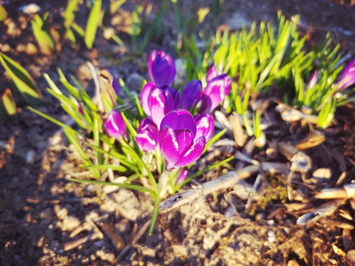 frühling