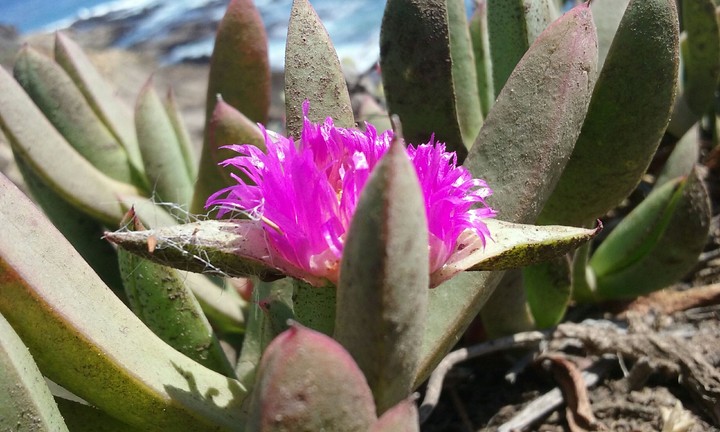 sea flower