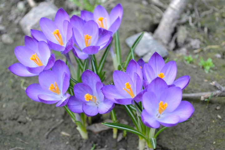 крокусы