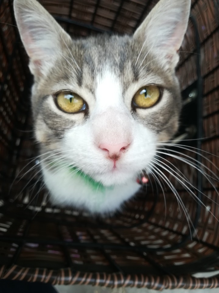 Mi Nino 
