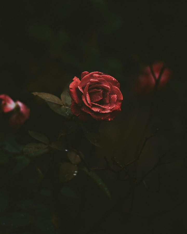rose