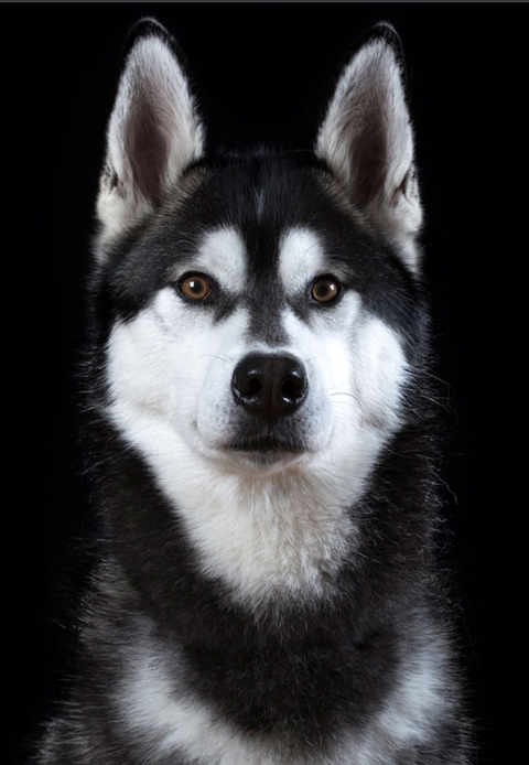 husky