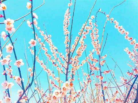 cherry blossom