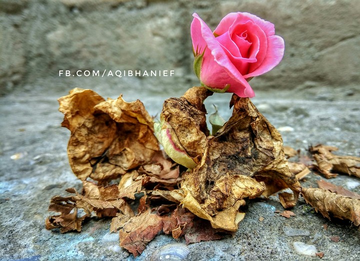 Rose