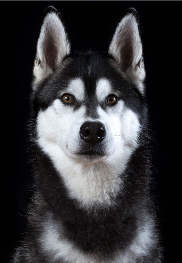 husky