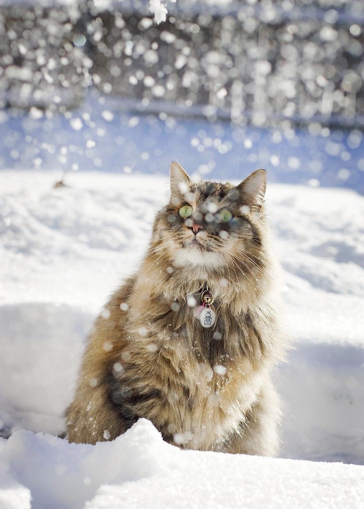 Snow kitty
