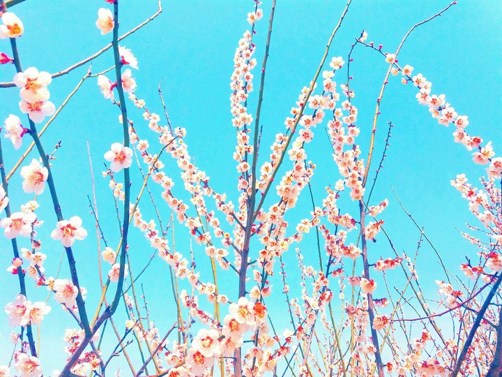 cherry blossom