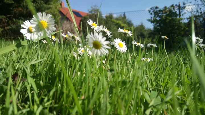 White Flowers Daisies