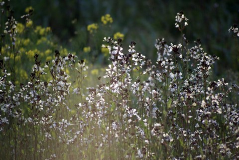 обои meadow, eyebright