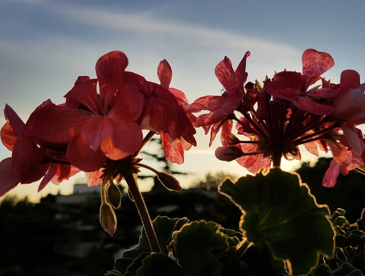 Flowers and Sunset
