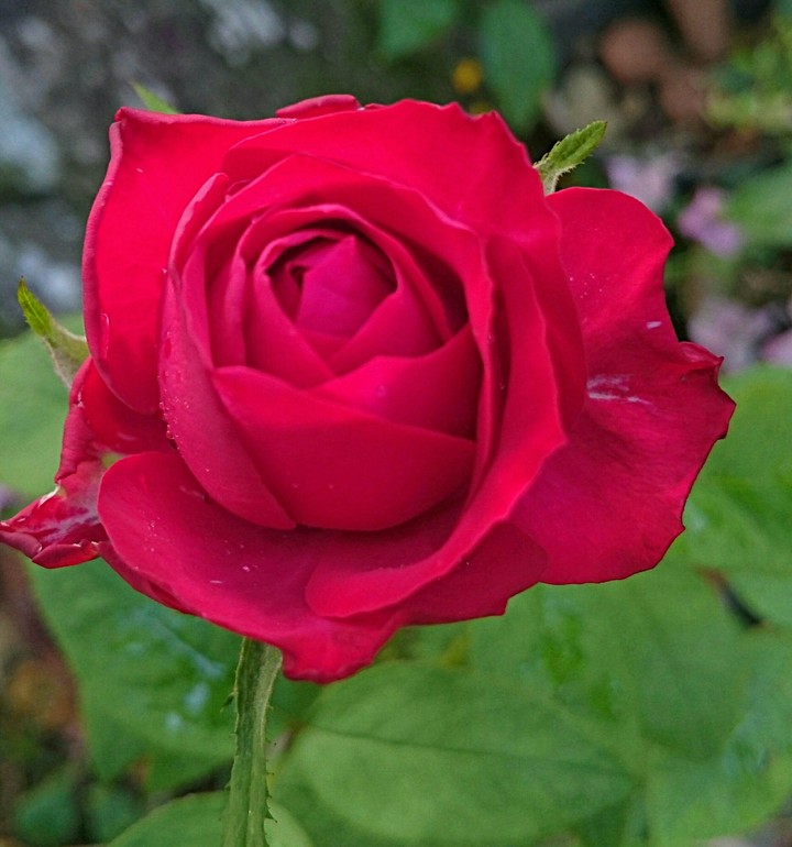 Red Rose