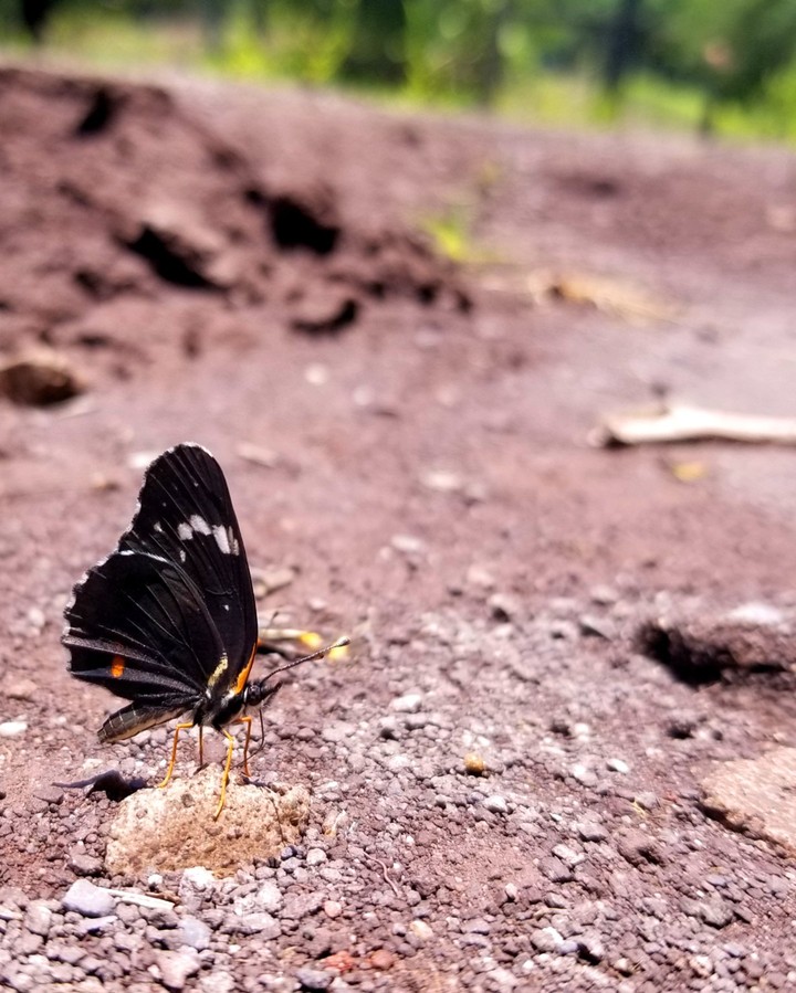 MARIPOSA TERRENAL, SAN LORENZO, GRO
