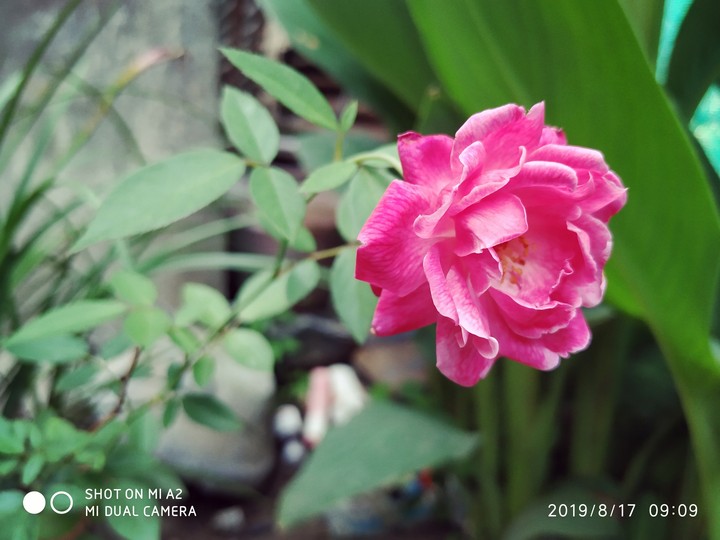 Rose