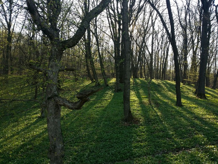 Spring Forest