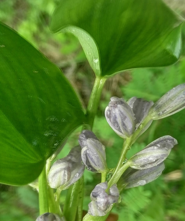 #flowers