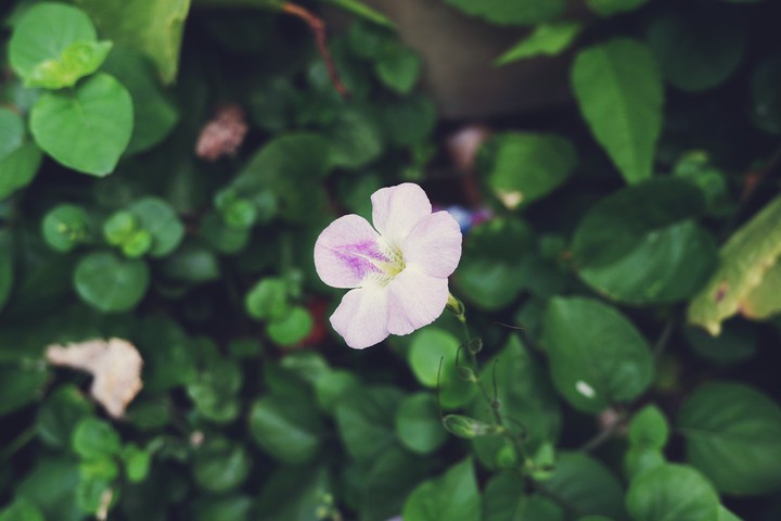 a flower