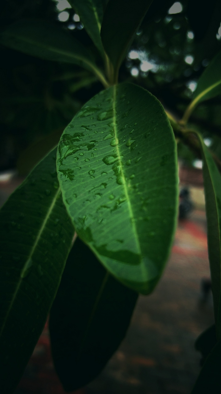 leaf