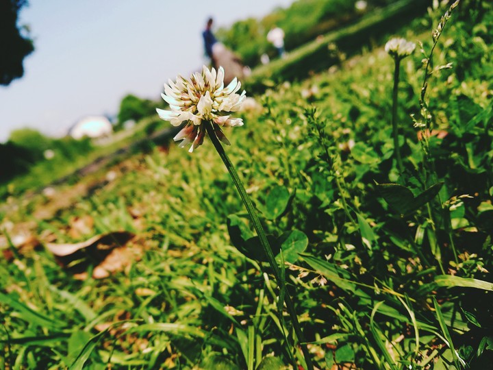 clover