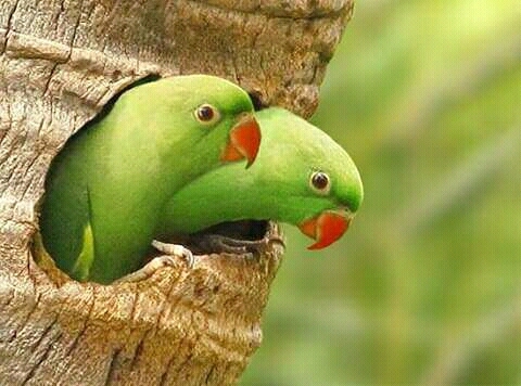 wow