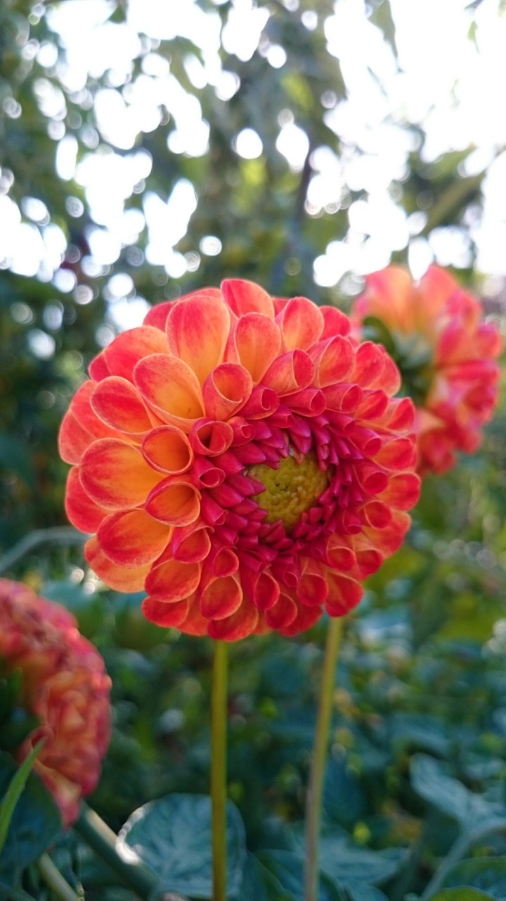 in the garden