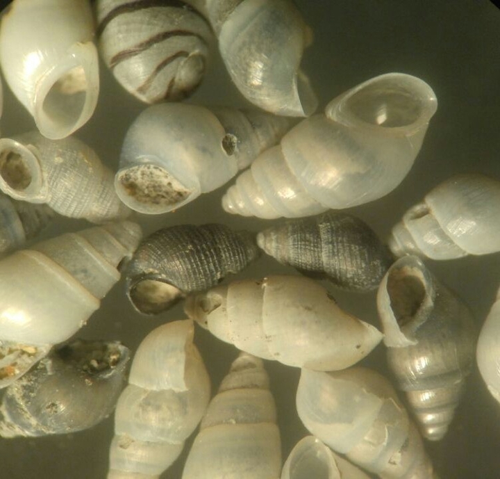 gasteropods under microscop ;)