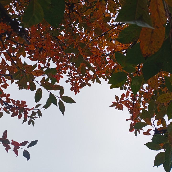 Autumn