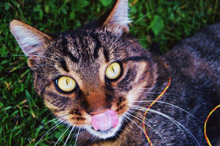 cat