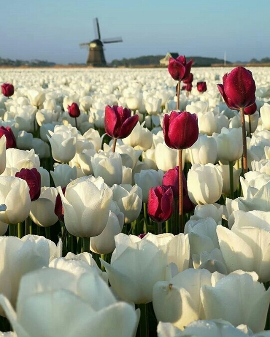 tulips