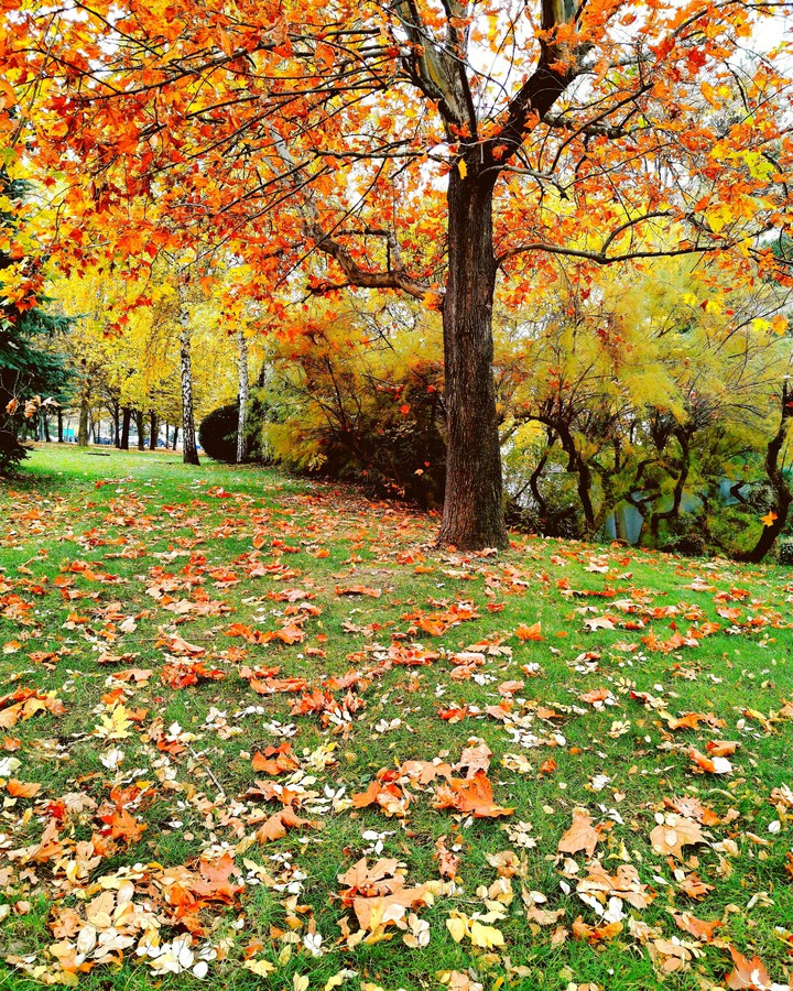 #autumn #fall #goldenleaves #nature