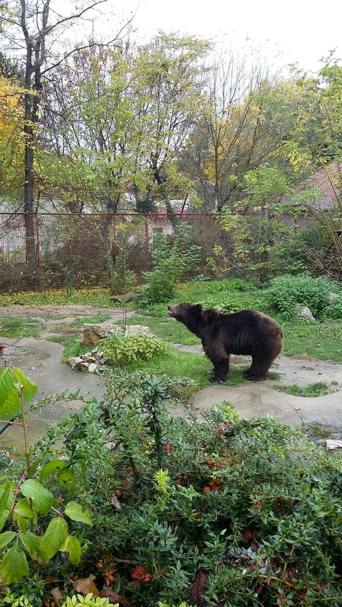bear