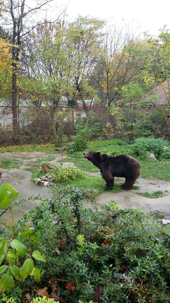 bear