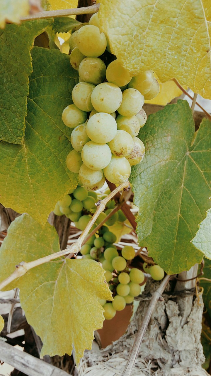 grapes