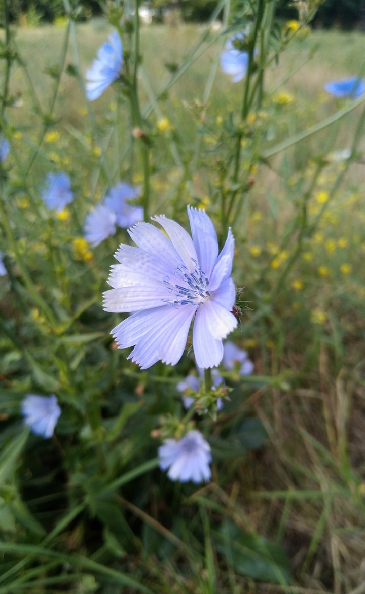 Just flower