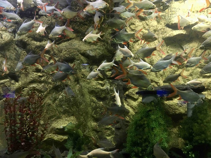Aquarium