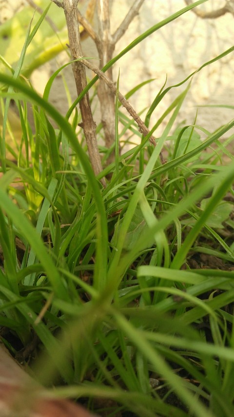 Garden Plant