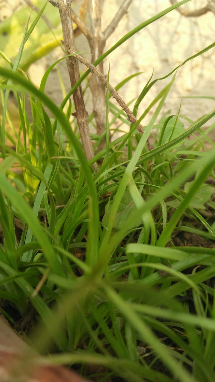 Garden Plant