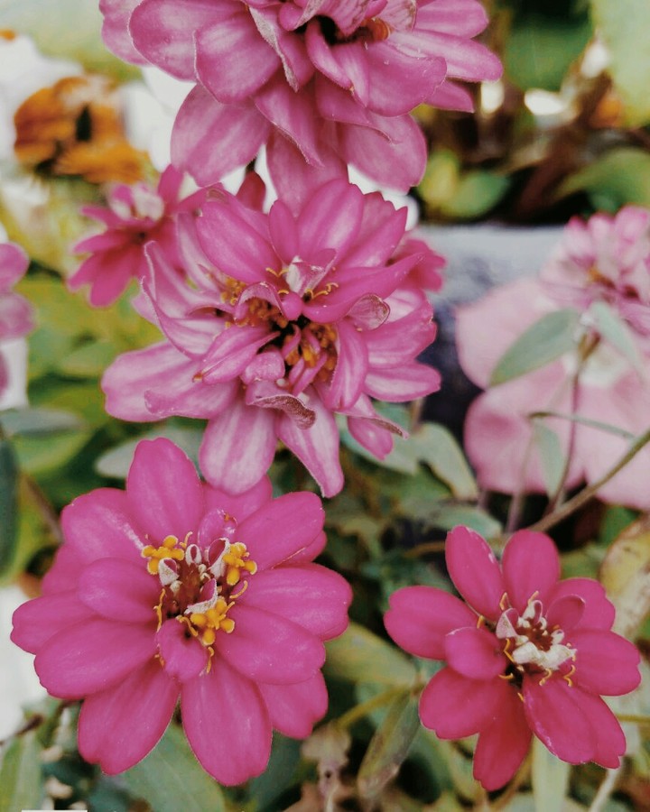 Flower