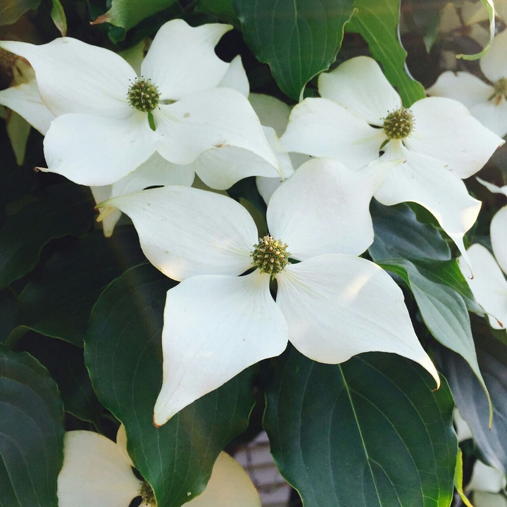 Star Flower