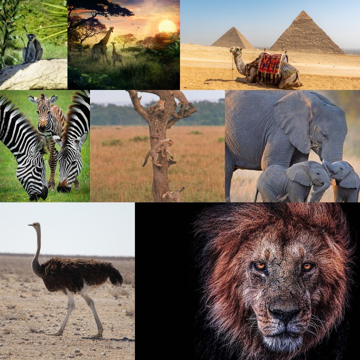 wild Africa